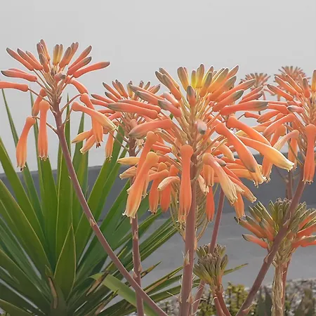 Michael's Greek House Argos