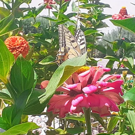 Villa Michael's Greek House Argos