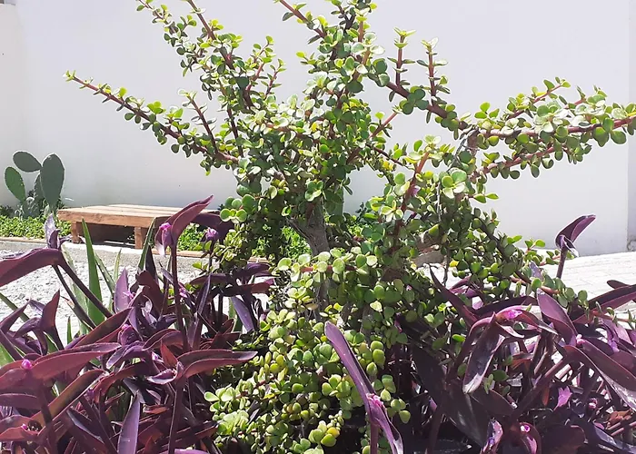 Michael's Greek House Argosz